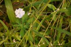 Ipomoea pes-tigridis